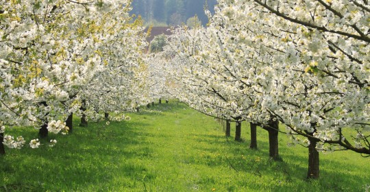 cherry-blossom-3340312_1920