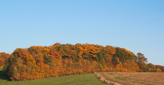 deciduous-forest-1479471_1920