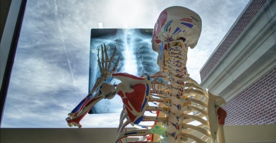 skeleton-2561573_1920