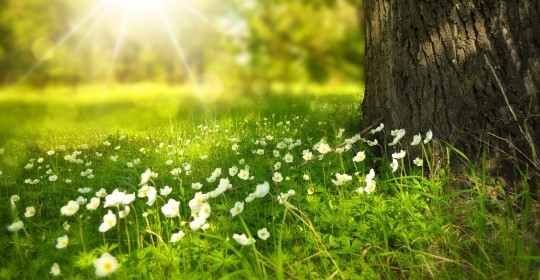 spring-276014_1920