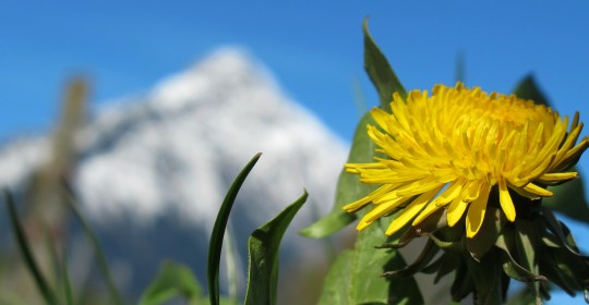 spring-342610_1920