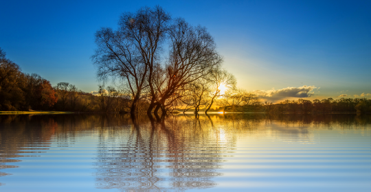 tree-2490421_1920