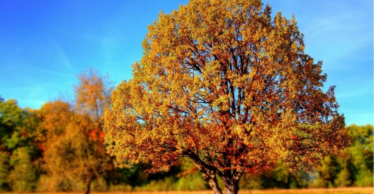 tree-99852_1920