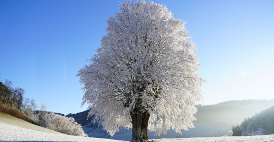tree-g11f6c246e_1920