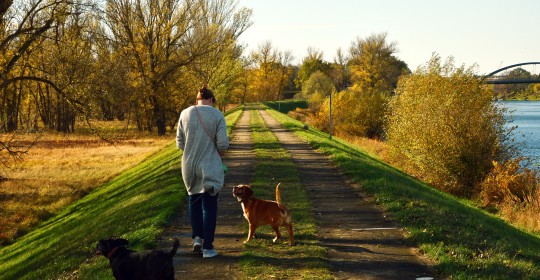 walk-3784045_1920