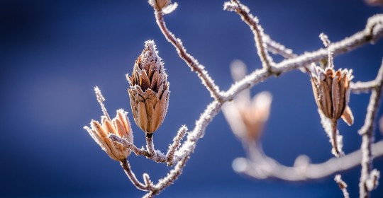 winter-598631_1920